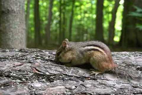 Forest Chipmunks and Squirrels - 10 Hours - July 12, 2022