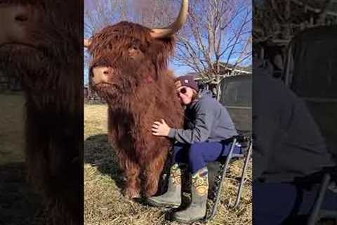 Adorable, Fluffy Cow LOVES Getting Scratches! #Shorts