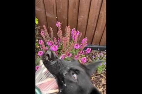 Hilariously Ferocious Pup  VS. Garden Hose! #Shorts