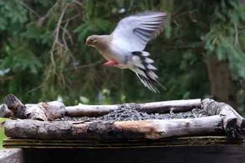 Front Porch Feeder - July 14, 2022