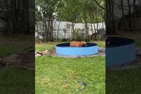 Funny Pup Does WILD Zoomies Around Pool! #Shorts