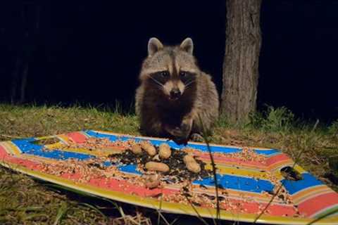 10 hour - Hungry Raccoons at Night - July 15, 2022