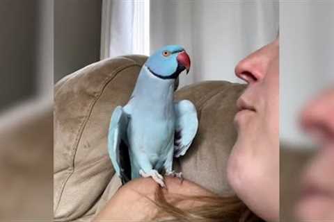 Amazing Parrot Has a Conversation | Funniest Pets Of The Week