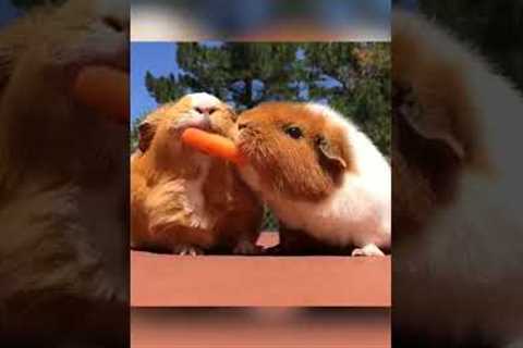 Hilarious Guinea Pig Steals Food! #Shorts