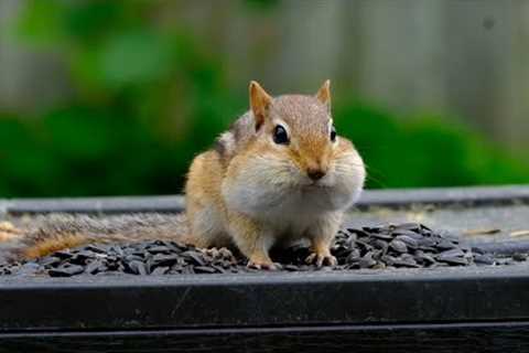 Sunday Morning Brunch for Squirrels and Chipmunks - 10 Hours - July 17, 2022