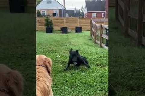 Hilarious Pup Spins Like Ballerina On One Leg! #Shorts