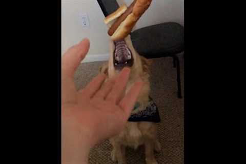 Funny Dog's Epic Hotdog Catch Goes Horribly Wrong! #Shorts