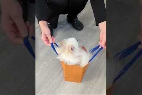 Precious Pomeranian Pup Loves Shopping Bags! #Shorts