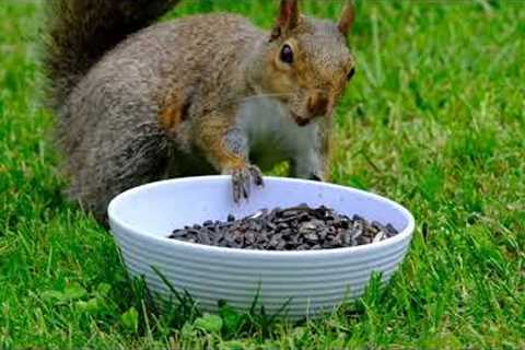 Munks and Squirrels feeding from bowl - July 22, 2022