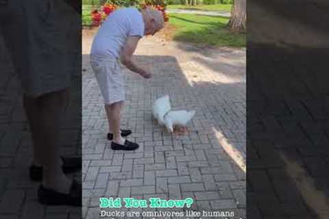 Grandpa Loves Feeding His Adorable Ducks! #Shorts