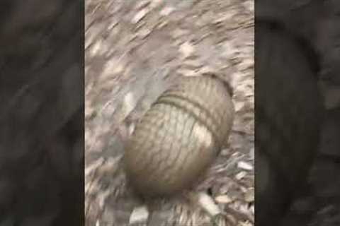 Goofy Armadillo Gets The Zoomies! #Shorts