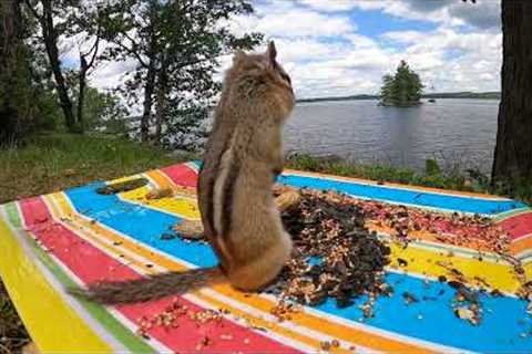 Videos for Pets and People - 10 Hours of Lakeside Chipmunks - July 25, 2022