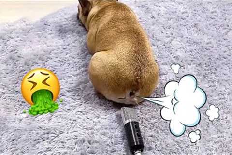 The Funniest Dog Farts You'll Ever See| Pets House