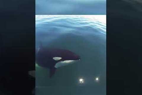 BEAUTIFUL Orca Whale Swims Alongside Boat! #Shorts