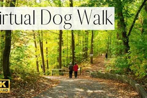 4K VIRTUAL Dog Walk- Hiking through an Enchanted Forest | TV for Dogs (Very Relaxing)