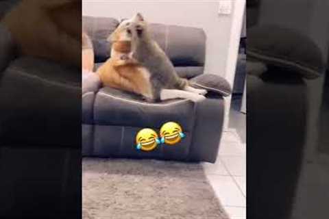 Hilarious Raccoon Wrestles With Adorable Golden Retriever! #Shorts