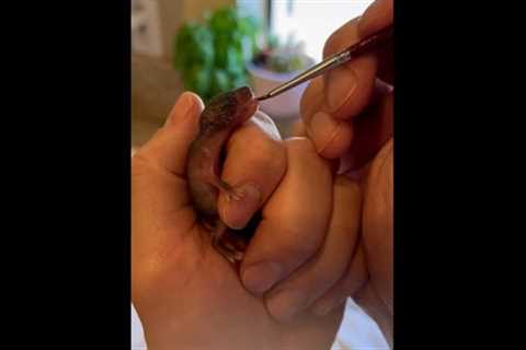 Adorable Baby Rat Rescued & Fed With Paintbrush! #Shorts