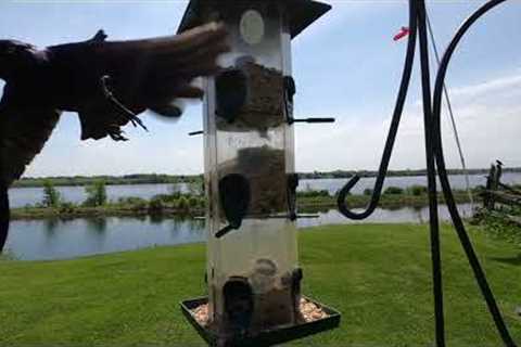 10 Hours - Bird Feeder Overlooking St. Lawrence River - July 29, 2022