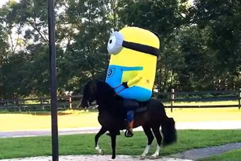 Minion Spotted Riding Horse | Funniest Pets Of The Month