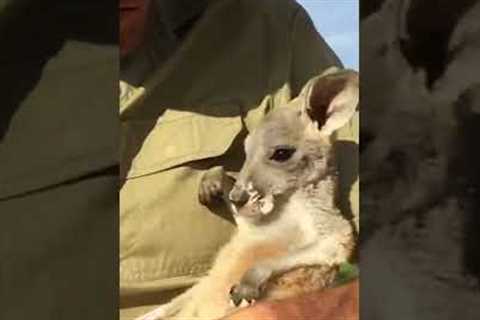 ADORABLE Baby Kangaroo Demands To Be Cuddled! #Kangaroos #Shorts