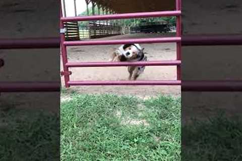 Dog Does AMAZING Jump Through Gate! #Dogs #Shorts