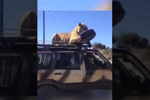 Sleepy Tiger Finds PERFECT Nap Spot on Car Roof!  #Tigers #Shorts