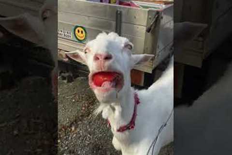 Hilarious Goat DEVOURS Tomatoes! #Shorts #Goats