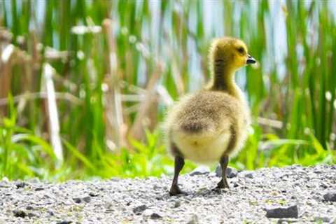 Geese on the River - August 3, 2022