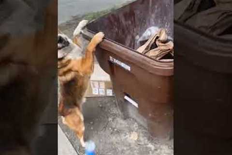 Clumsy Doggo Tumbles Into Trash Can! #Shorts #Dogs