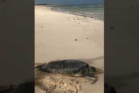 Amazing Sea Turtle Rescue! #Shorts #Oceans