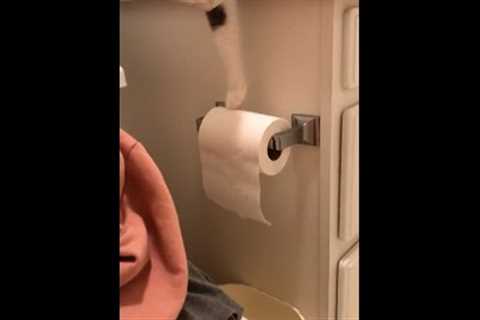 Hilarious Cat Get Annoyed With Toilet Paper! #Cats #Shorts