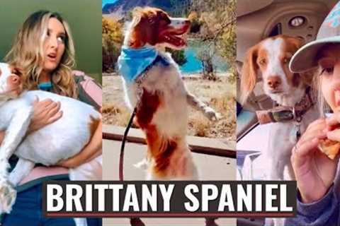 NEW Brittany Spaniel Video Compilation (Cute & Funny Moments) | Bird Dog / Hunting Dog 🐶