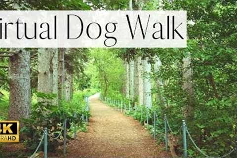 4K VIRTUAL Dog Walk- Stunning Forest Walk | TV for Dogs 🌲 (Nature Sounds) 🦅