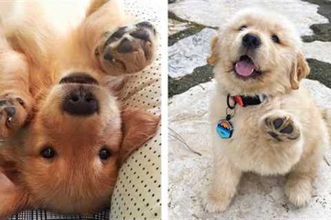 Adorable Golden Puppy that Will Make Your Day🐶 🥰| Cute Puppies