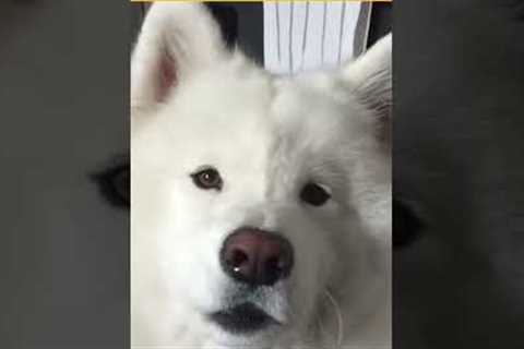 Hilarious Samoyed Pup Tries to Talk! #Dogs #Shorts