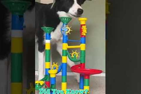 Clever Pup LOVES Playing with Marble Toy! #Shorts #Dogs