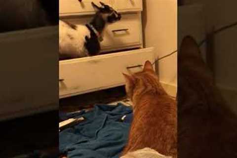 Goat Pops Out of Drawer to Scare Cat! #Cats #Shorts