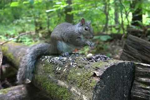 10 hours - Forest squirrels up close - August 8, 2022