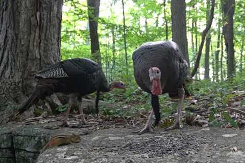 10 hours - Wild Turkeys - Aug 9, 2022