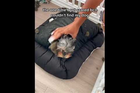 Funny Pup Gets LOST in a Cushion! #Dogs #Shorts