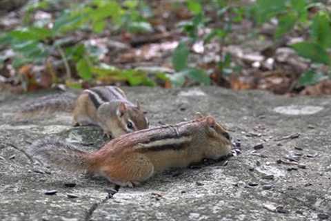 10 hour -  Forest Chipmunks - August 10, 2022