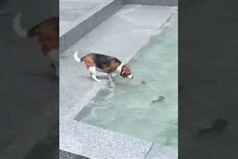 Crowd Goes WILD for Pup Trying to Catch Toy!  #Dogs #Shorts