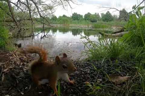 10 Hours - Red Squirrels, Black Squirrels and a Turtle - August 11, 2022