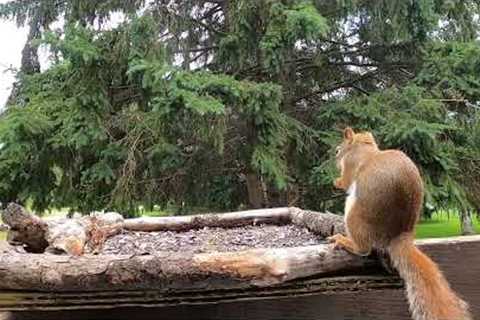 10 Hours - Red Squirrel and Friends at the front feeder - August 12, 2022