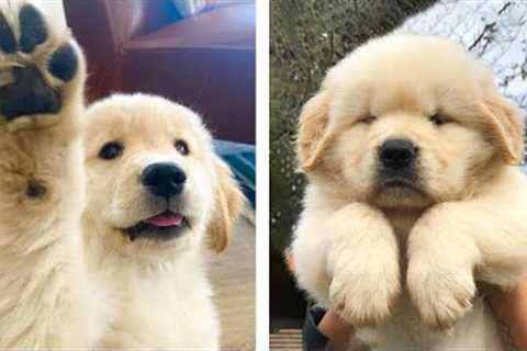 Cute Golden Dog SOO CUTE You Have to See Them 🐶🥰| Cute Puppies