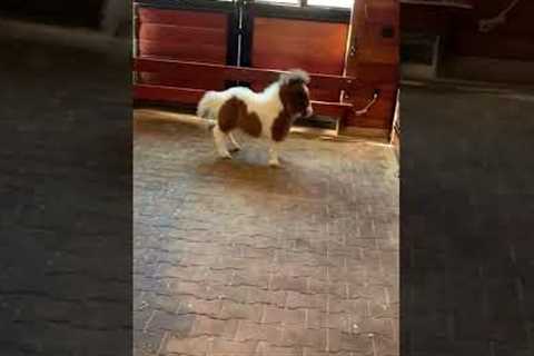 Adorable Miniature Horse Dances for The Weekend! #Shorts #Horses