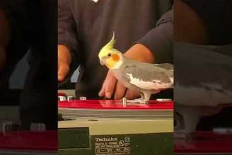 Funny Cockatiel Becomes a DJ! #Birds #Shorts