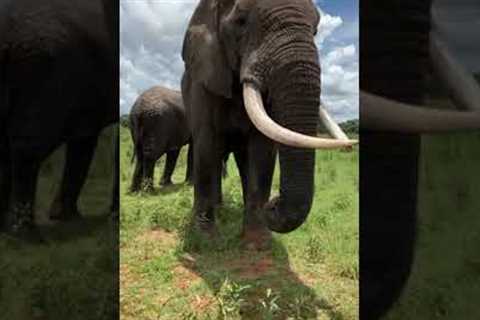 Hilarious Elephant Pulls Prank on #WorldElephantDay!