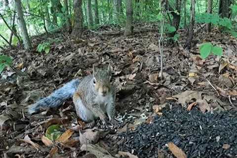 Sunday Morning Brunch for Forest Squirrels - 10 Hours - Aug 14, 2022