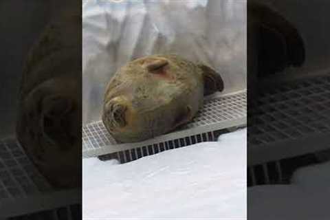 CUTE Baby Seal Struggles to Stay Awake! #Seals #Shorts